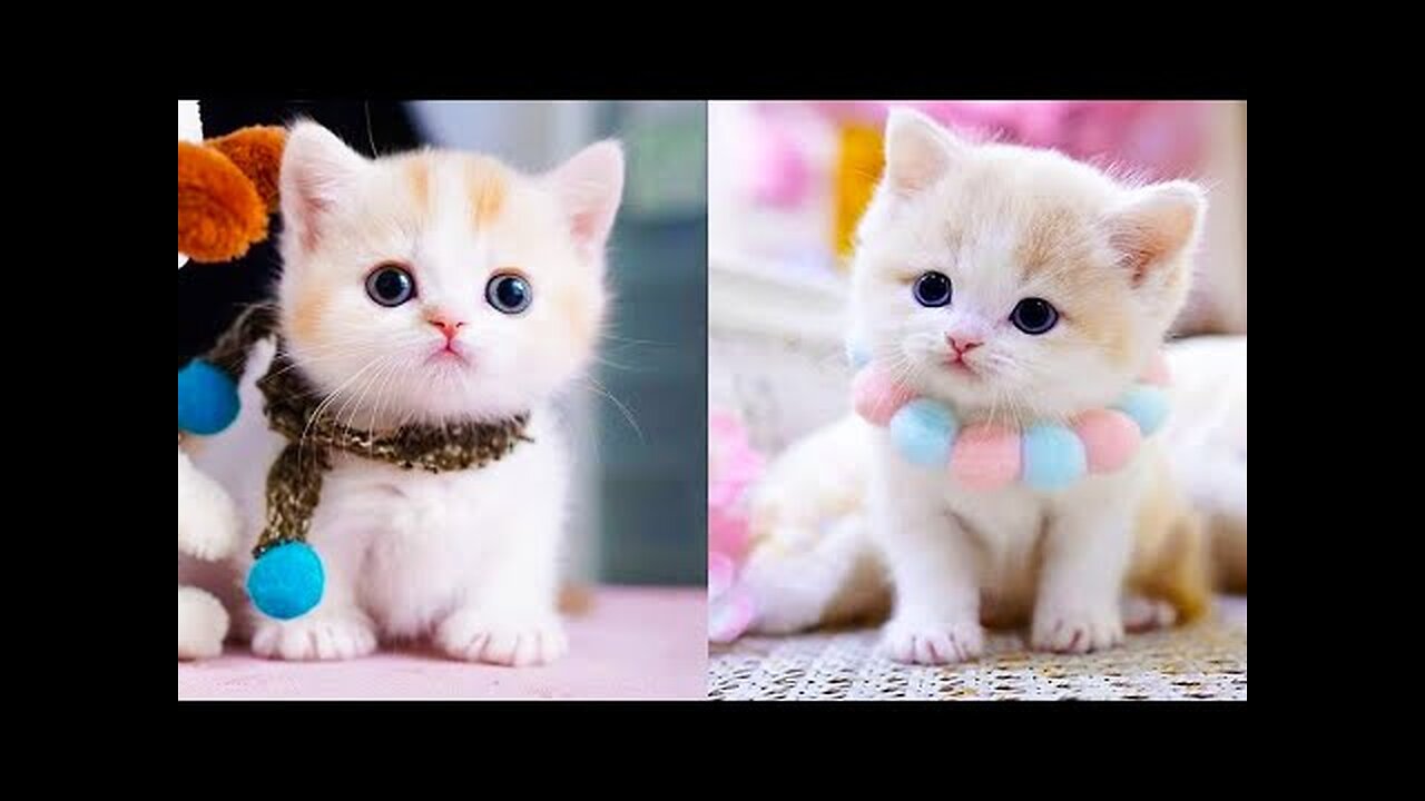 Baby Cats Cute and Funny Cat Videos-Compilation #60 Aww Animals