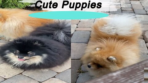 Which puppies are a cute couple