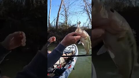 BIG top water Blow up in a TINY Creek!