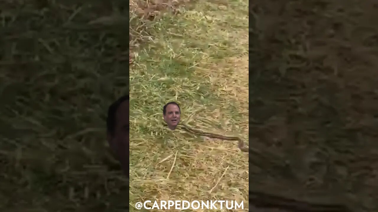 Schiff the Snake