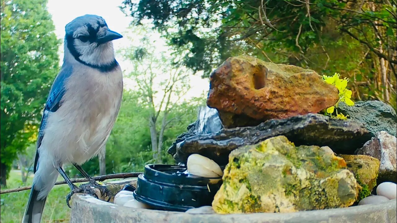 Amazing Blue Jay Drink From Five Gallon Water Bucket Fountain 🙌🦋🦋🦋🦋🦋