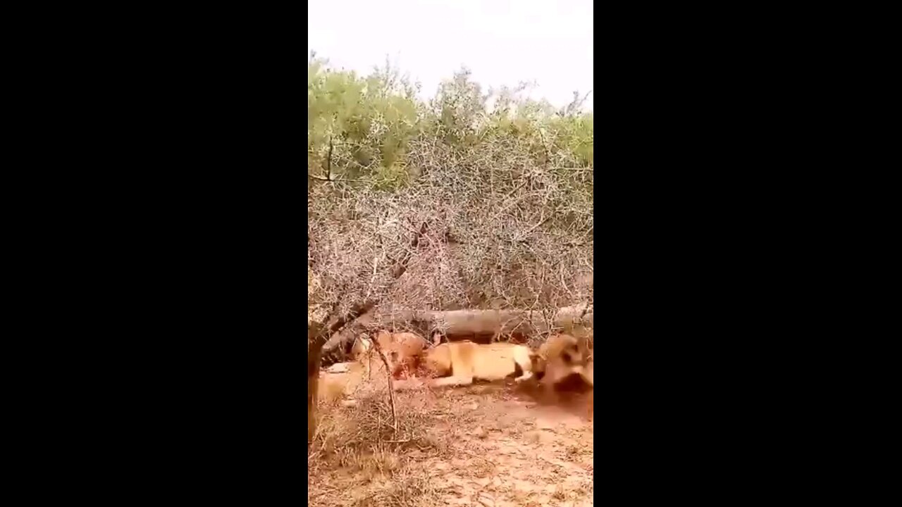 Lions Vs Hyenas Fighting For Food