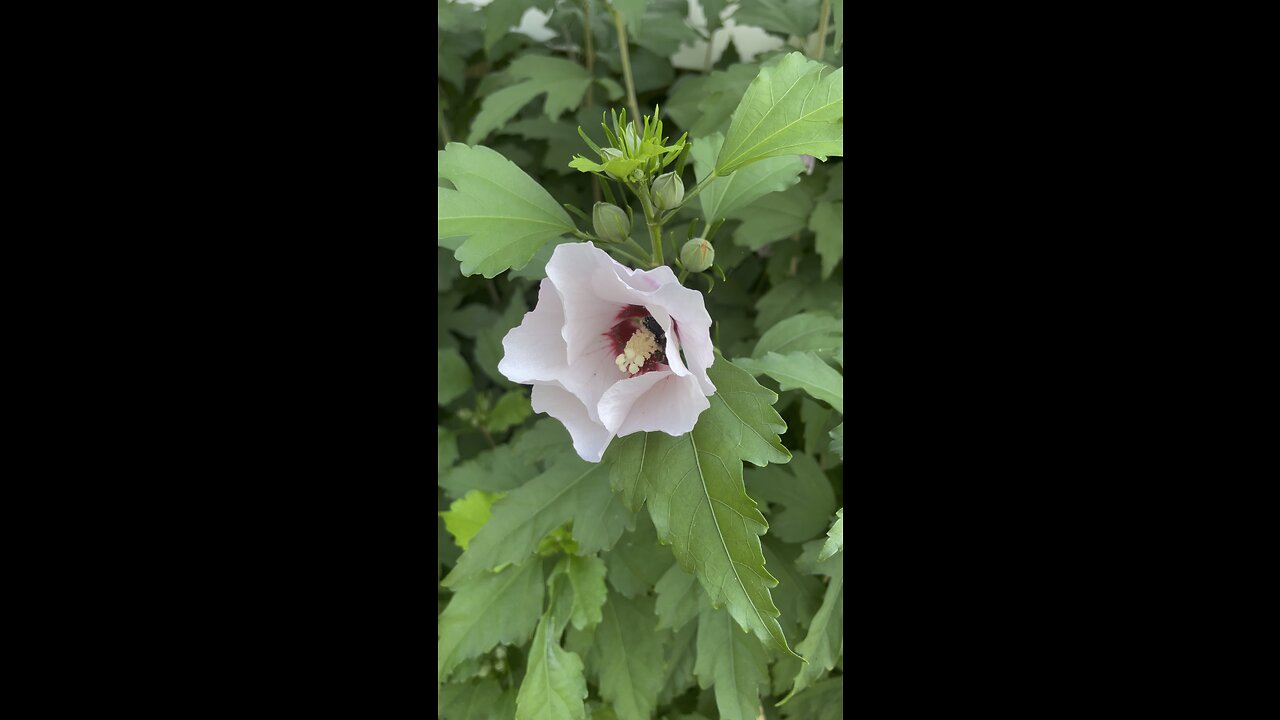 Bee in action