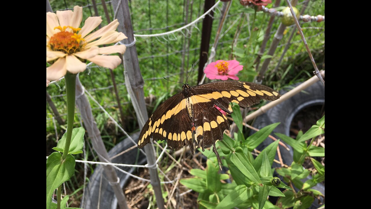 Southeast Texas Backyard Wildlife 123