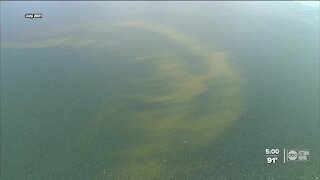 Red Tide is returning to some area beaches