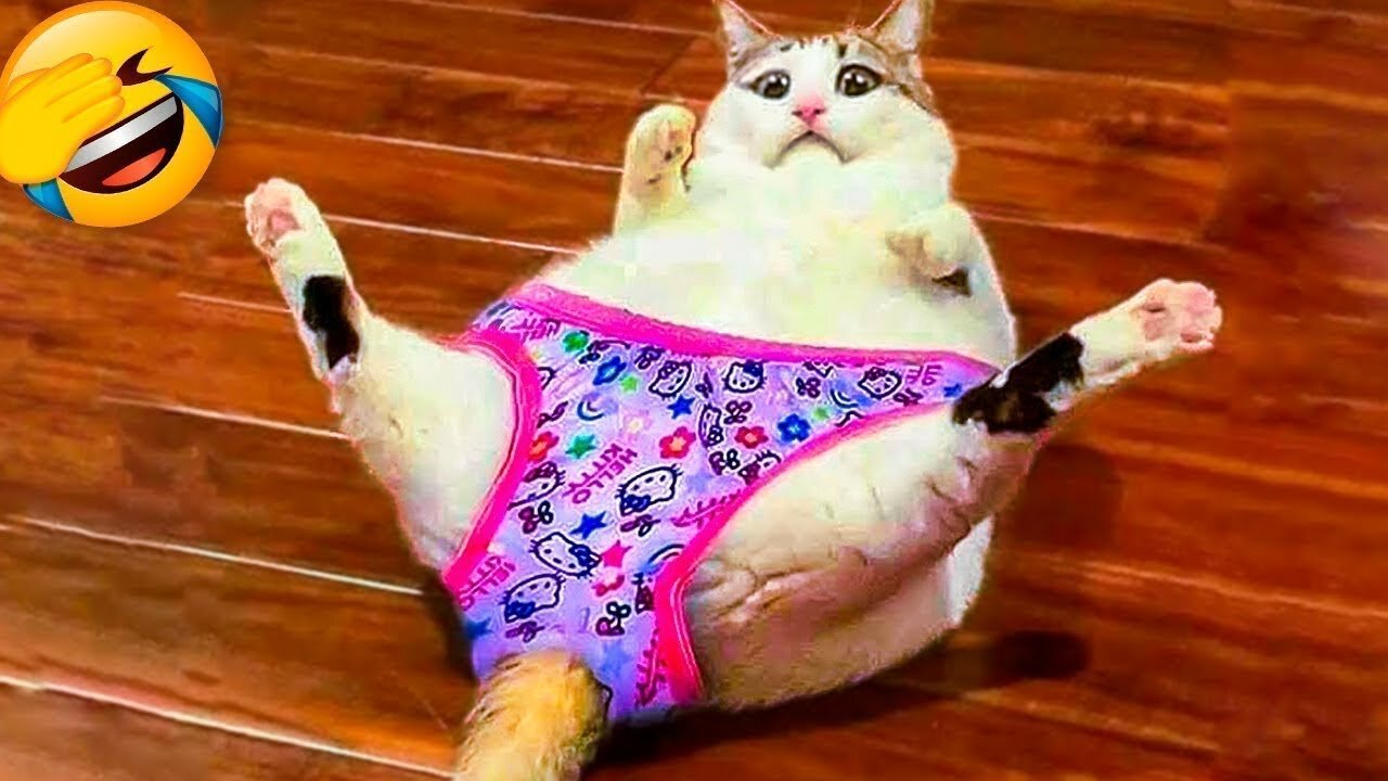 Funniest Animals Video - Best Cats and Dogs Videos of 2023