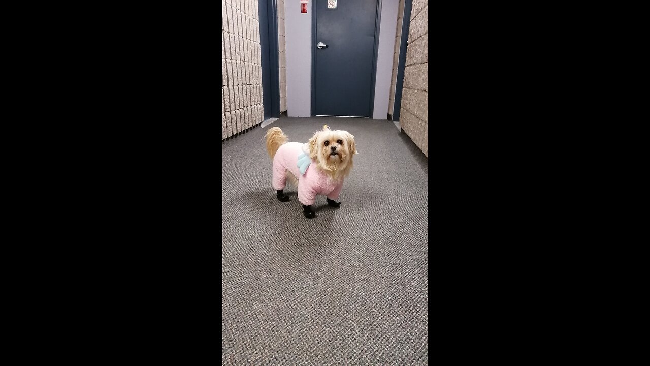 Trying to go for a walk with my puppy Willow in a snow storm