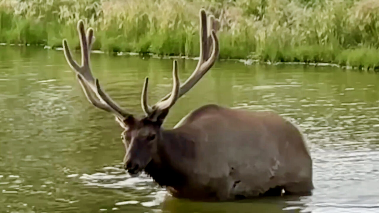 Elk Crossing a Pond