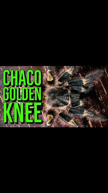 Chaco Golden Knee Tarantula (Grammostola pulchripes) #shorts