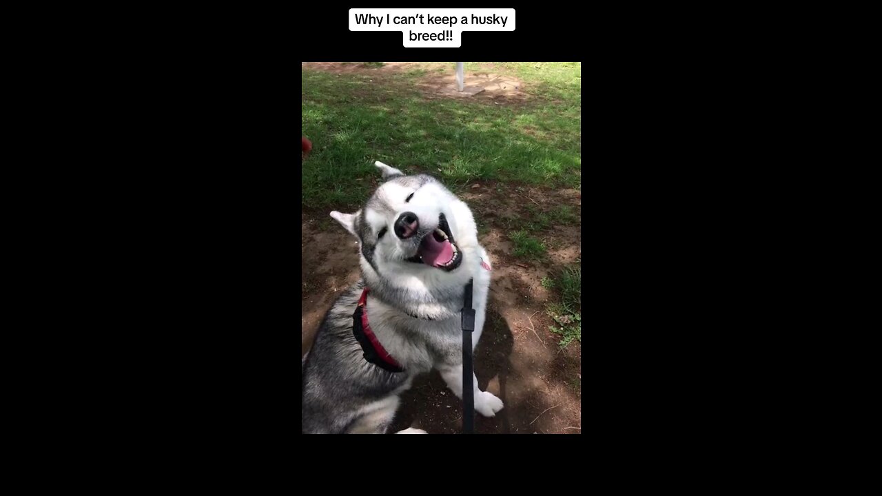 funny animal