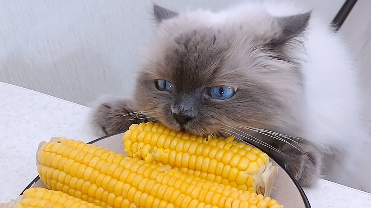 My Cat So Cute When She Eat Corn! Ragdoll Cat Isa