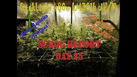 "Feeling Scroggy" S2 EP6 / #Geeklight LED / #NorthGenetics 👽 / Leroy Bx75 / Day 35