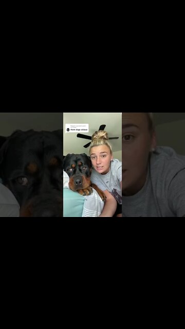 aww look at him so vicious 😍🤷‍♀️ #shorts #rottweiler #rottie