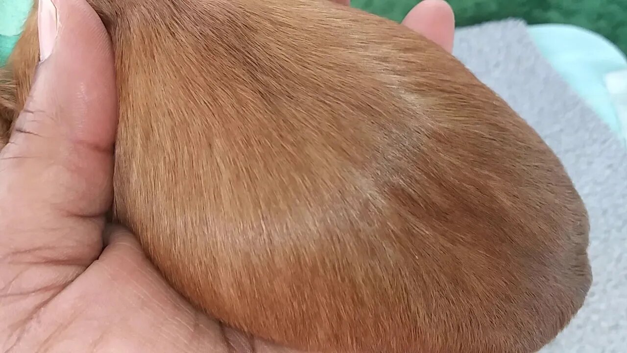 H Litter - 12 days Old