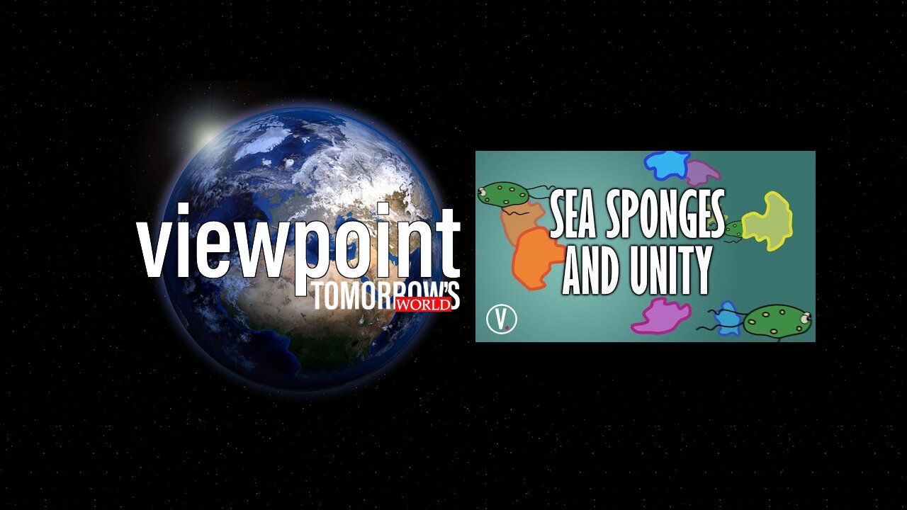 Sea Sponges and Unity