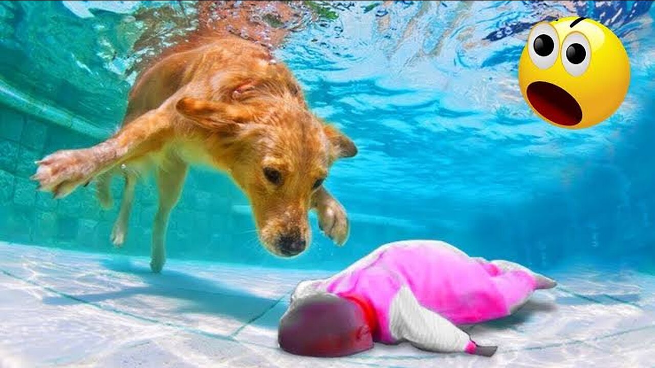 Funny Animal Videos 2023 🥰 - Funniest Dogs and Cats Videos