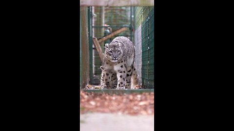 Big Cat #bigcat #cat #cutecat