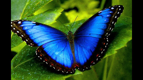 Beautiful Rainforest Butterflies 2021