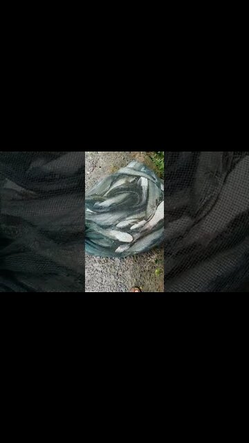 The Best Fishing Gear for Beginners•Ultimate Fishing Tips - How to Catch More Fish #shorts