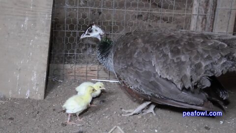 Peahen Cooing Sound, Peacock Minute, peafowl.com