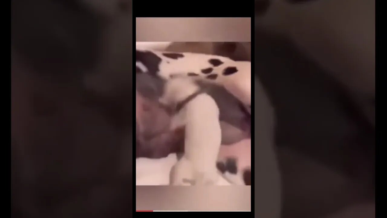Baby dancing while feeding from mother dog