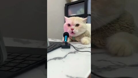 Gato influencer 🤣🤣🤣