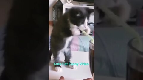 cute cat funny video #shorts #reels #funny #cat