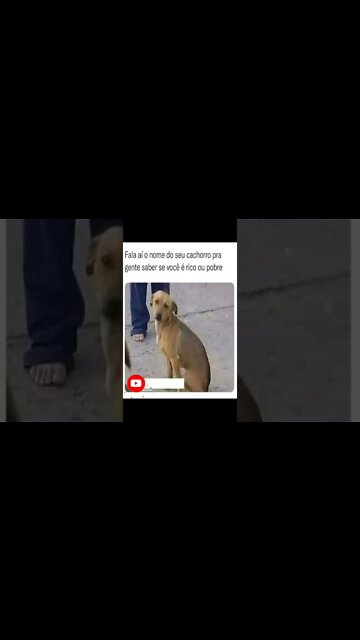 Seu Cachorro #shorts