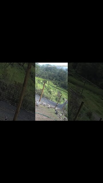 Farm cam: monitoring animals