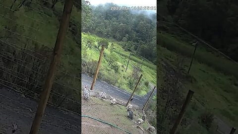 Farm cam: monitoring animals