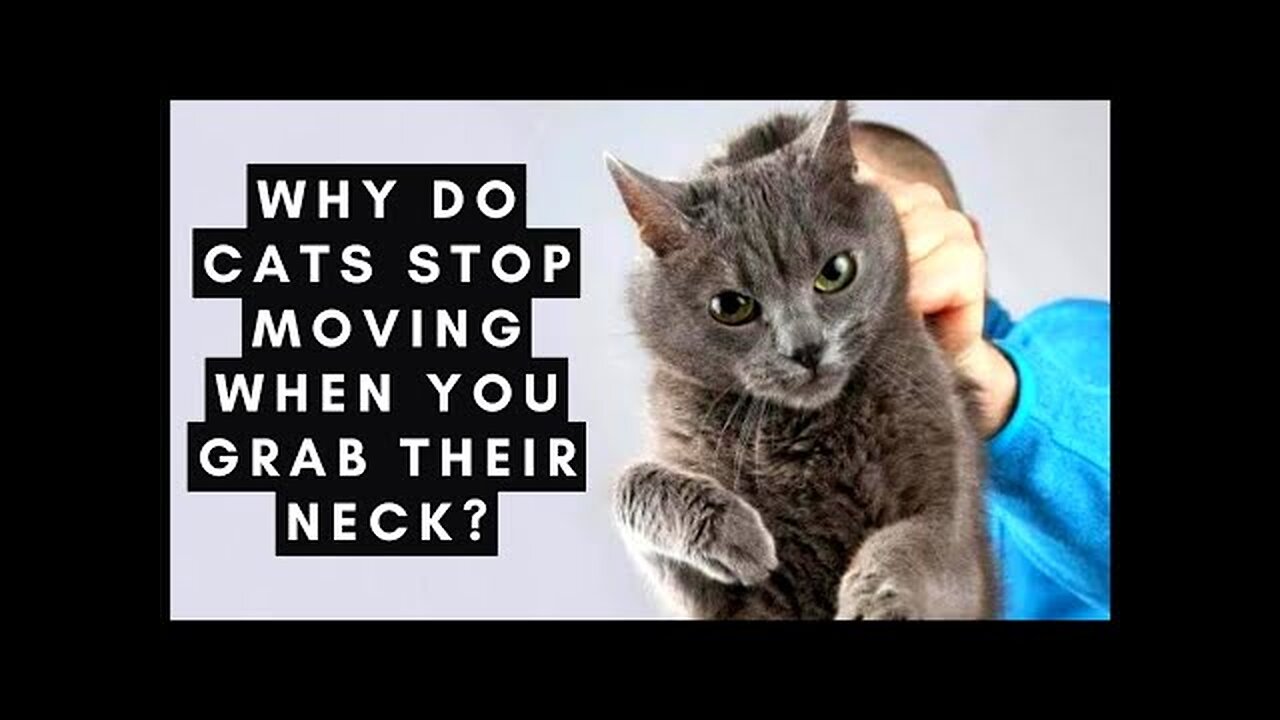 Why Do Cats Stop Moving When You Grab Their Neck