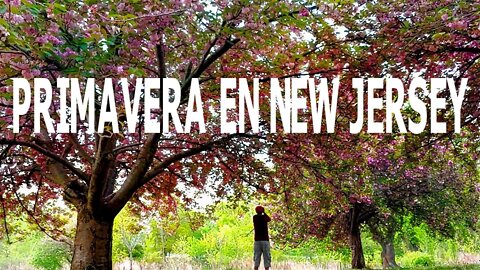 Spring in Warinanco park, NJ