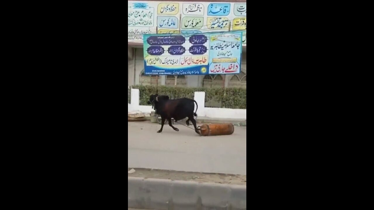 Cow Running with gas cylinder then Blast 💥