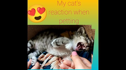 My cat's reaction 😍