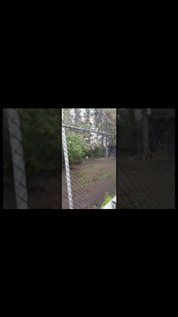 Cute Arctic Wolves running around