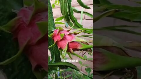 Dragon Fruit - GreenMangoes #viral #shorts #gardening #grow #dragonfruit #lasvegas #video