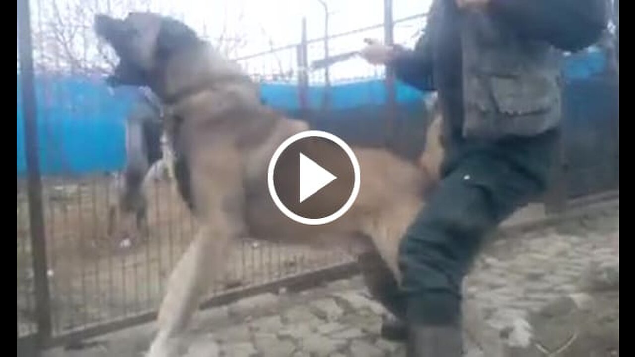 Kangal Shepherd DOg