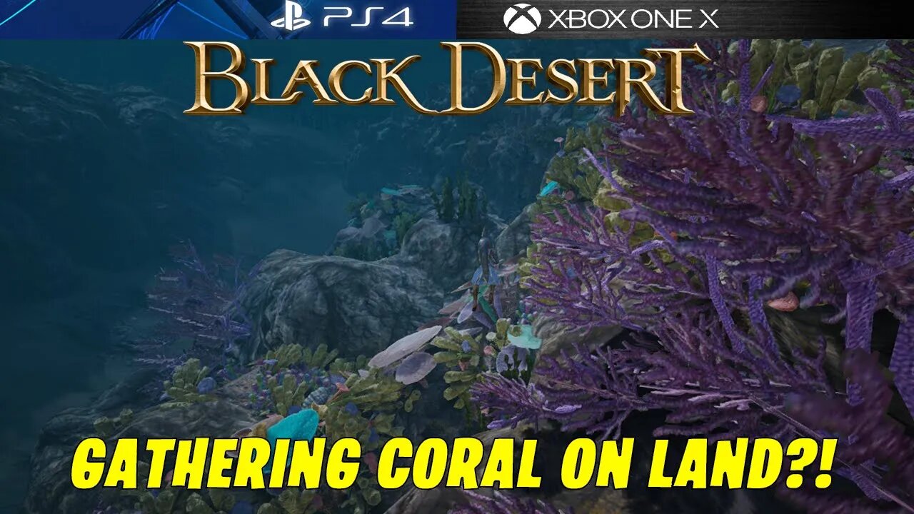 HOW TO GET CORAL QUICKLY WITHOUT A SHARK SUIT OR FAIRY - BLACK DESERT ONLINE