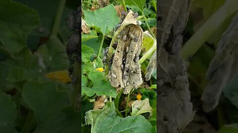 #squashbugs #gardening #gardenfail #homesteading #homesteadlife #farm #farmlife #ohno