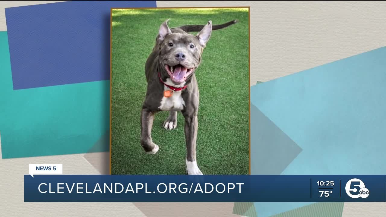 Cleveland APL Pet of the Weekend: Furman, a 6-year-old pitbull mix