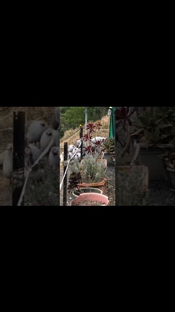 Guinea fowl return from adventures