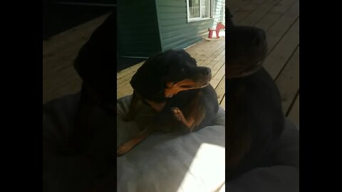 Rottweiler Scratching ASMR#Shorts #rottweiler😍💖💜💛