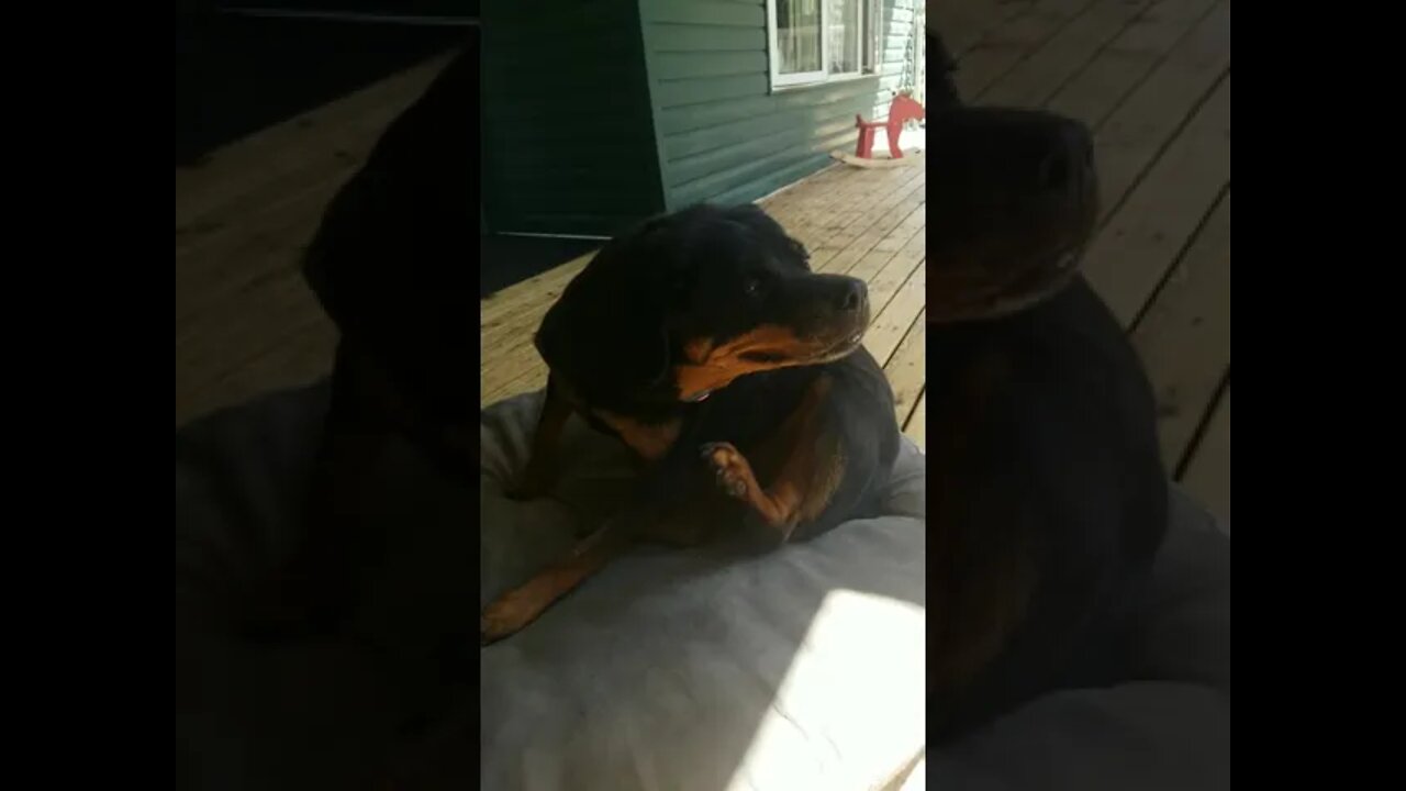 Rottweiler Scratching ASMR#Shorts #rottweiler๐๐๐๐