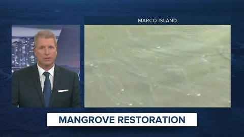 Drivers may see traffic delays, Mangrove Restoration Project begins on Marco Island