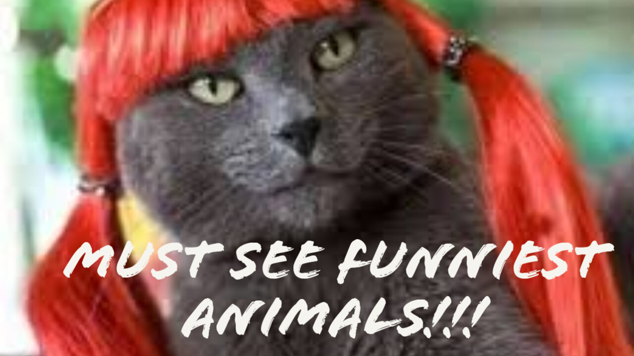 Funny, Cute, Animals Compilation.