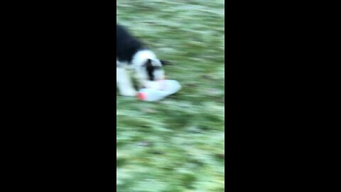 Border Collie Puppy Vs Empty Milk Container