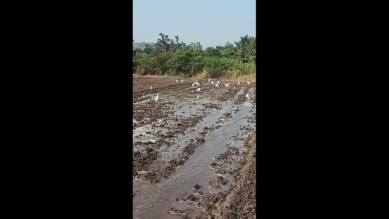 family of herons visited to our farm.