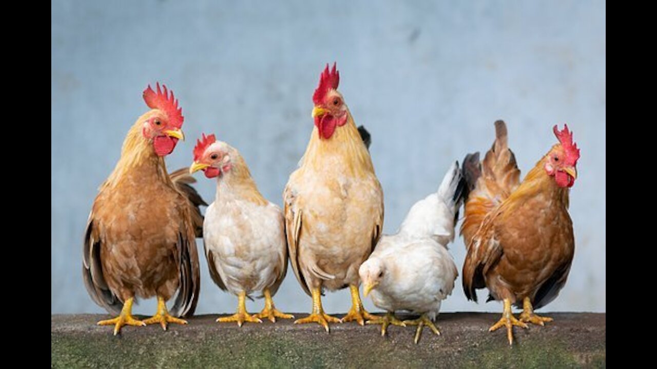 What happened when we put Cockerels in with hens?