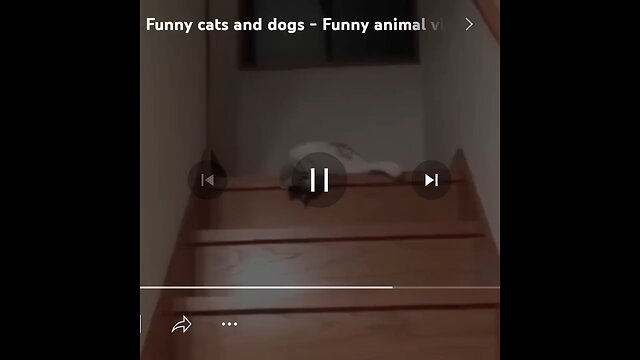 Funny video