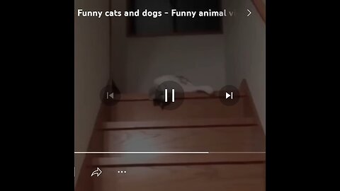 Funny video